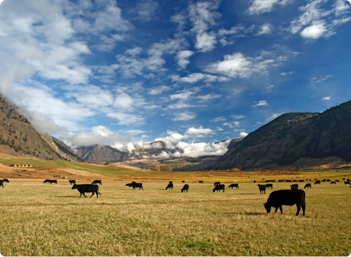 Serving the Best Beef in Washington State